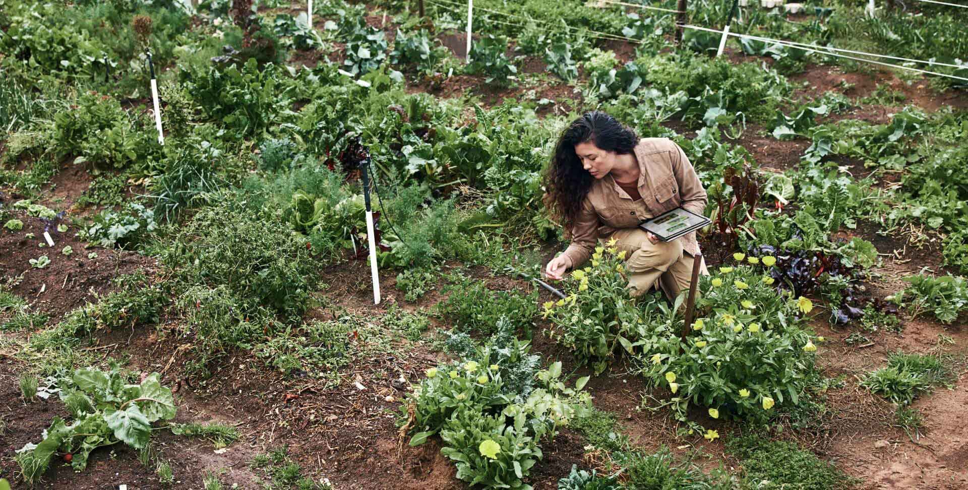 A woman working on her garden while carrying an HP laptop.